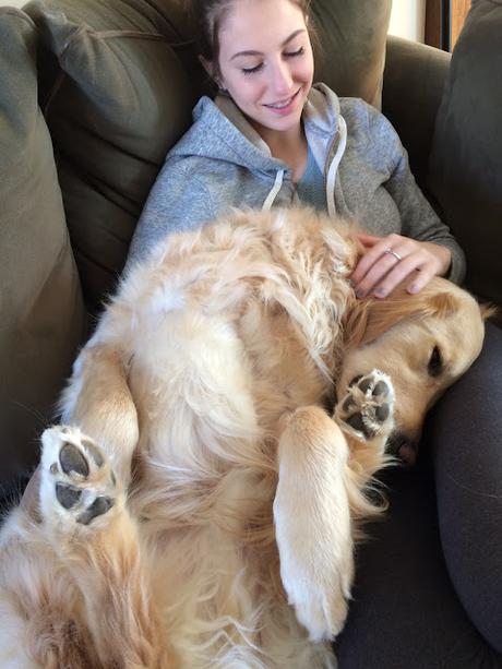 cute golden retriever dog sitting on owner's lap #wordlesswednesday