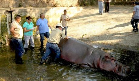 crisis at El Salvador ~ rising violence and brutal  killing of a hippo