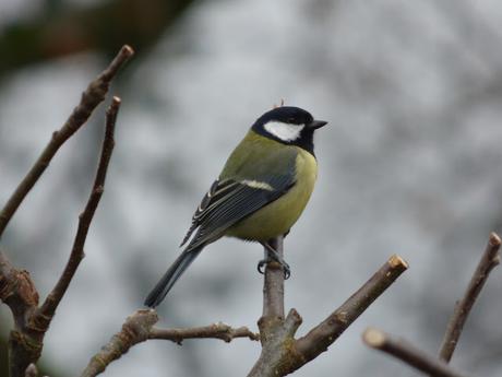 Great Tit perched in pruned apple tree