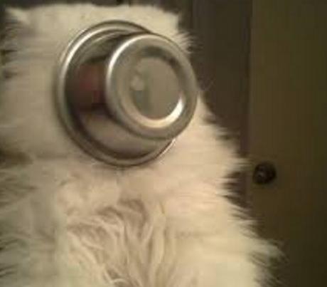 Top 10 Crazy and Forgetful Cats Who Forgot How to Eat Cat Food Bowl Stuck on Head