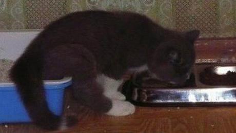 Top 10 Crazy and Forgetful Cats Who Forgot How to Eat Cat Pooping and Eating