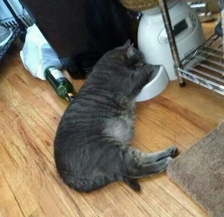 Top 10 Crazy and Forgetful Cats Who Forgot How to Eat Cat Lazy Eating