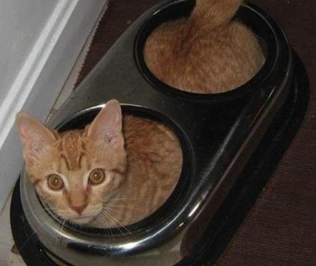 Top 10 Crazy and Forgetful Cats Who Forgot How to Eat Cat Inside Food Bowl