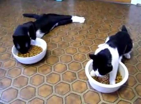 Top 10 Crazy and Forgetful Cats Who Forgot How to Eat Cats Lazy Eating