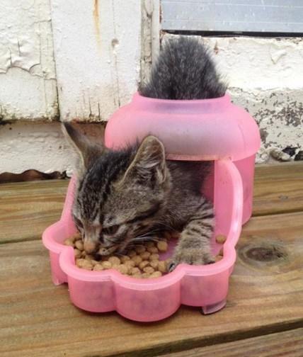 Top 10 Crazy and Forgetful Cats Who Forgot How to Eat Cat Eating the Wrong Way