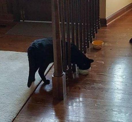 Top 10 Crazy and Forgetful Cats Who Forgot How to Eat Cat Eating the Wrong Way