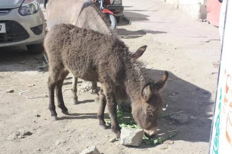 DAILY PHOTO: Ladakhi Donkeys