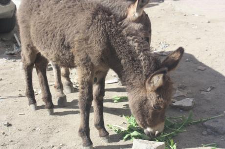 DAILY PHOTO: Ladakhi Donkeys