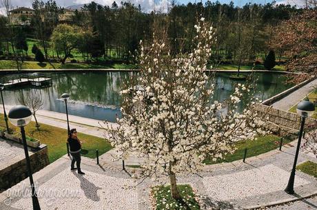 magnolia tree in bloom (Vila Nova de Cerveira, Portugal)
