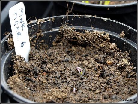 How to germinate chillis