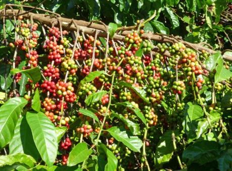 Guatemala Coffee Production