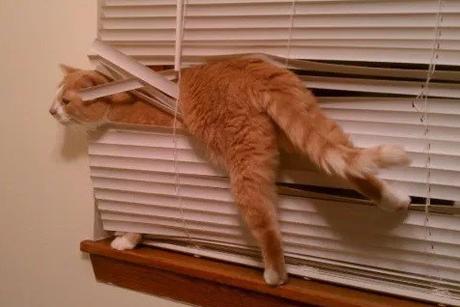 Top 10 Tangled Up Cats Who Need a Helping Hand Cat Tangled Up in a Blind