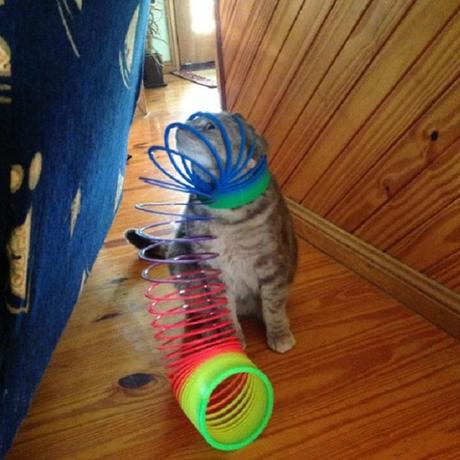 Top 10 Tangled Up Cats Who Need a Helping Hand Cat Tangled Up in a Slinky