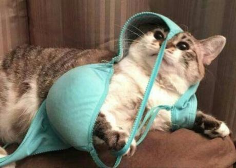 Top 10 Tangled Up Cats Who Need a Helping Hand Cat Tangled Up in a Bra