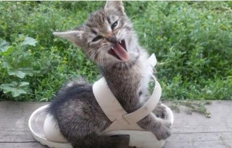 Top 10 Tangled Up Cats Who Need a Helping Hand Cat Tangled Up in a Shoe
