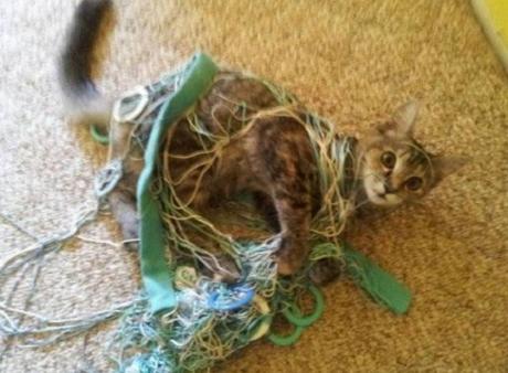 Top 10 Tangled Up Cats Who Need a Helping Hand Cat Tangled Up in Wool