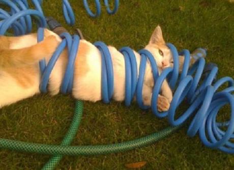 Top 10 Tangled Up Cats Who Need a Helping Hand Top 10 Tangled Up Cats Who Need a Helping Hand