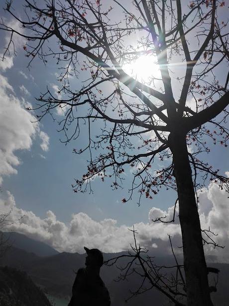 evening time tree of garhwal