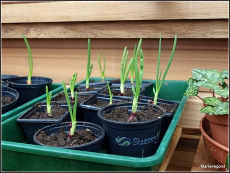 Planting Onion sets
