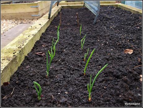 Planting Onion sets