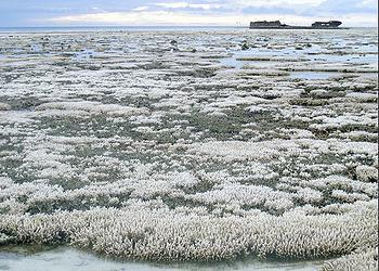 A Global Plan to Save Corals from Extinction A Global Plan to Save Corals from Extinction