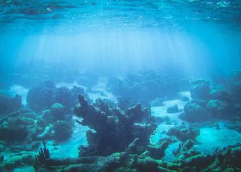 A Global Plan to Save Corals from Extinction A Global Plan to Save Corals from Extinction