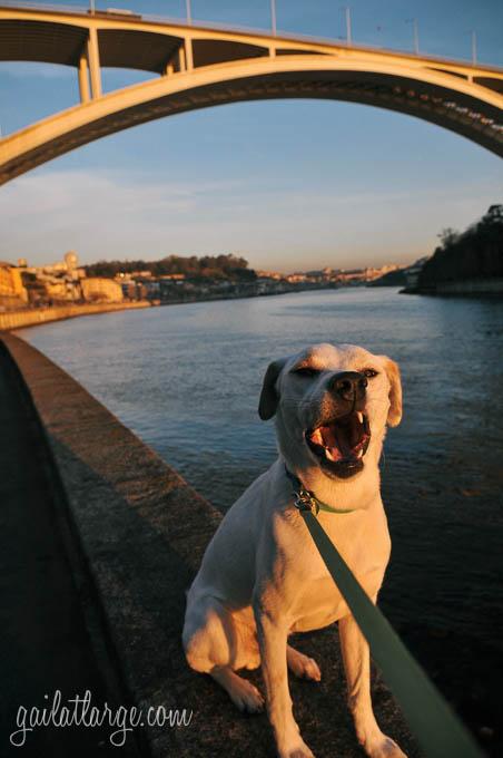 Ice the Dog in front of the Arrábida Bridge, Porto