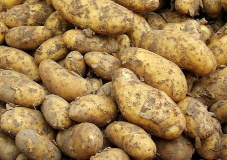 Germany Potatoes