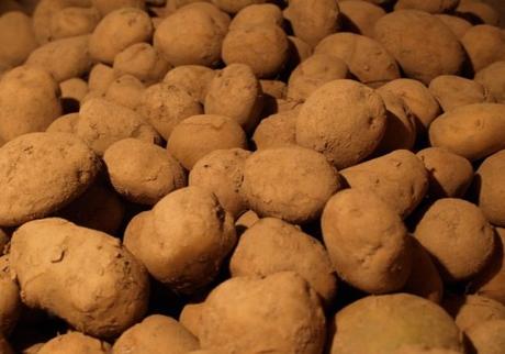 Netherlands Potatoes