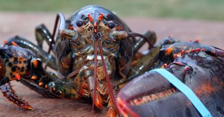 Sydney Seafood Store Convicted of Animal Cruelty for Inhumane Treatment of Lobsters