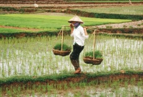 The Top 10 Most Rice Producing Countries in the Entire World Vietnam Rice Production