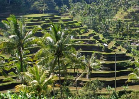 The Top 10 Most Rice Producing Countries in the Entire World Indonesia Rice Production