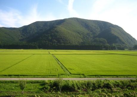 The Top 10 Most Rice Producing Countries in the Entire World Japan Rice Production