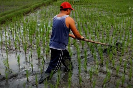 The Top 10 Most Rice Producing Countries in the Entire World Brazil Rice Production
