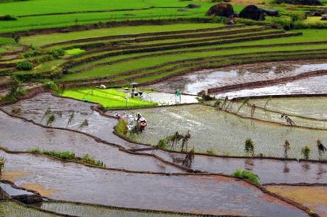 The Top 10 Most Rice Producing Countries in the Entire World Philippines Rice Production