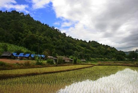 The Top 10 Most Rice Producing Countries in the Entire World Thailand Rice Production
