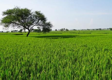 The Top 10 Most Rice Producing Countries in the Entire World India Rice Production