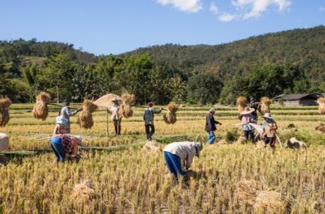The Top 10 Most Rice Producing Countries in the Entire World Myanmar Rice Production