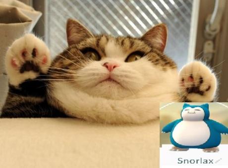 Top 10 Catchable Cats That Look Like Pokemon Cat Looks Like a Snorlax