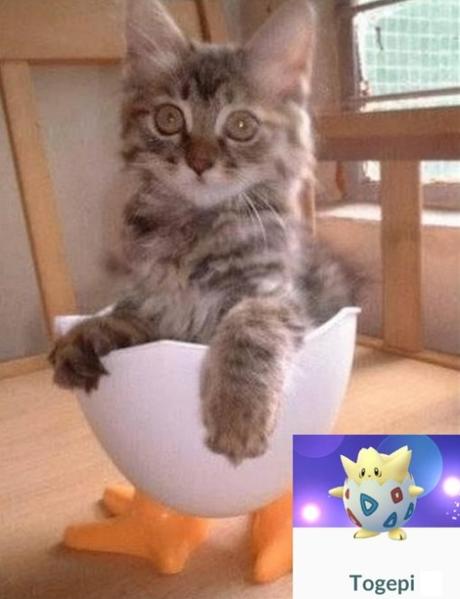 Top 10 Catchable Cats That Look Like Pokemon Cat Looks Like a Togepi