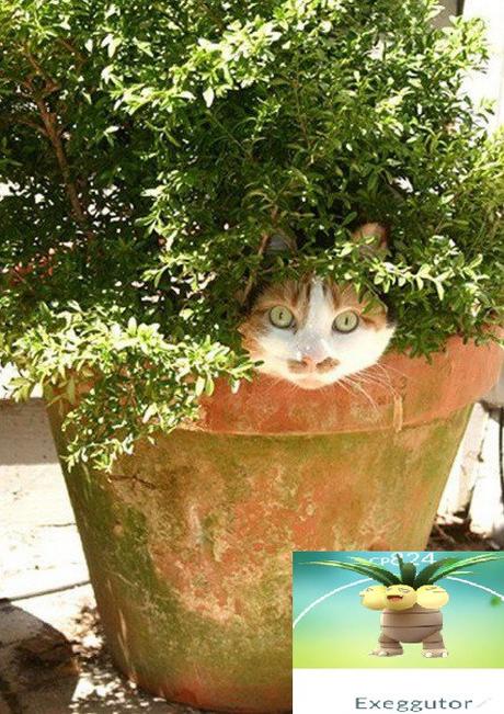 Top 10 Catchable Cats That Look Like Pokemon Cat Looks Like an Exeggutor