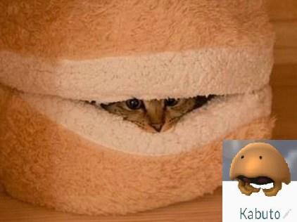 Top 10 Catchable Cats That Look Like Pokemon Cat Looks Like a Kabuto