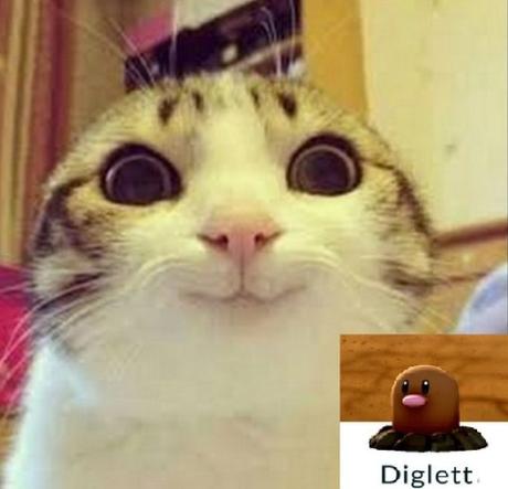 Top 10 Catchable Cats That Look Like Pokemon Cat Looks Like a Diglett