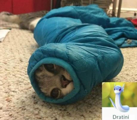 Top 10 Catchable Cats That Look Like Pokemon Cat Looks Like a Dratini