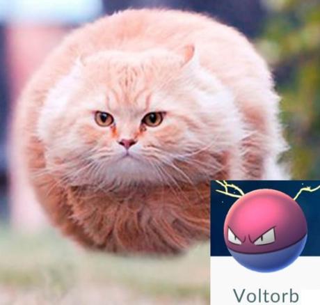Top 10 Catchable Cats That Look Like Pokemon Cat Looks Like a Voltorb