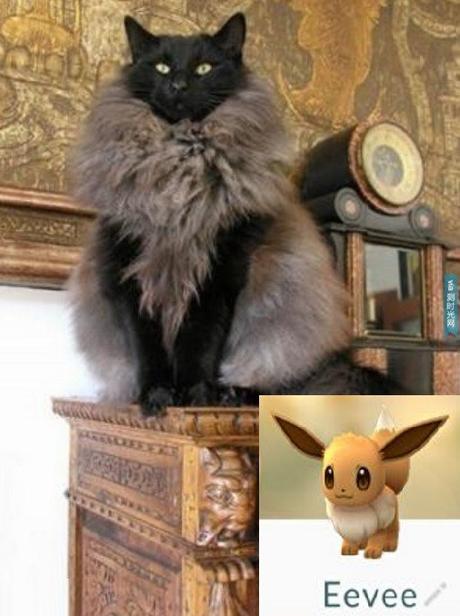 Top 10 Catchable Cats That Look Like Pokemon Cat Looks Like an Eevee