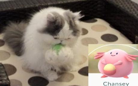 Top 10 Catchable Cats That Look Like Pokemon Cat Looks Like a Chansey