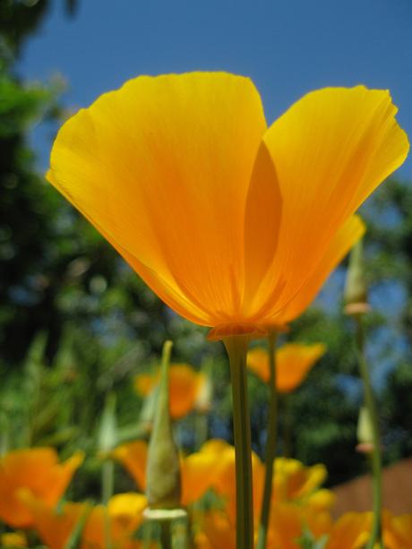 Flowers that will add beauty and colour to your garden Californian Poppy