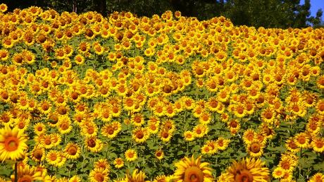 Flowers that will add beauty and colour to your garden Sunflowers