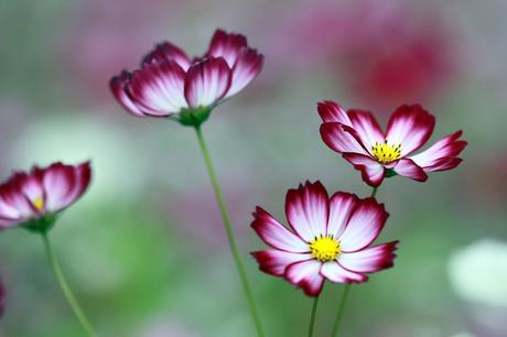 Flowers that will add beauty and colour to your garden Cosmos